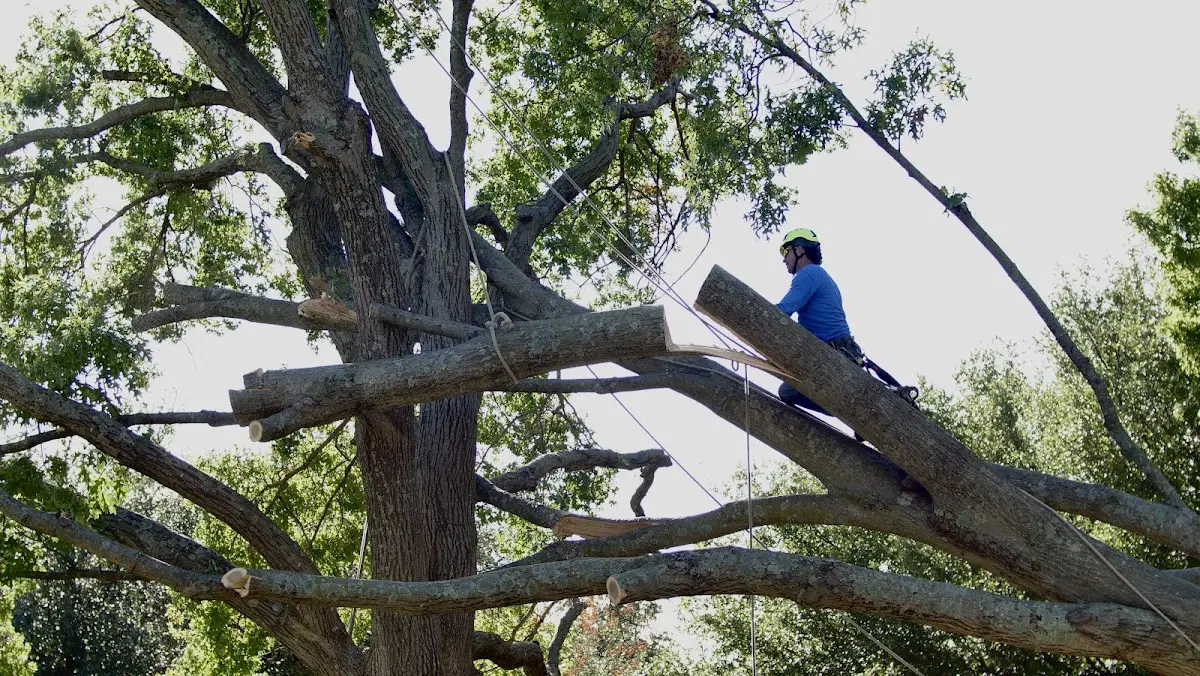 Professional Hazardous Tree Removal performed by certified arborists in Calpine